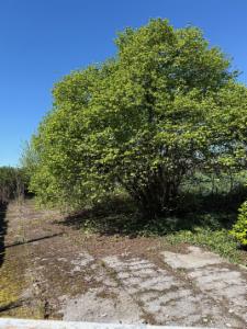 Tweede alternatieve foto van het pand