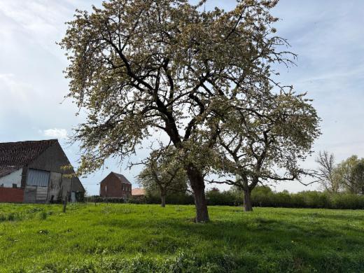 Presentatiebeeld van het pand n° 295609