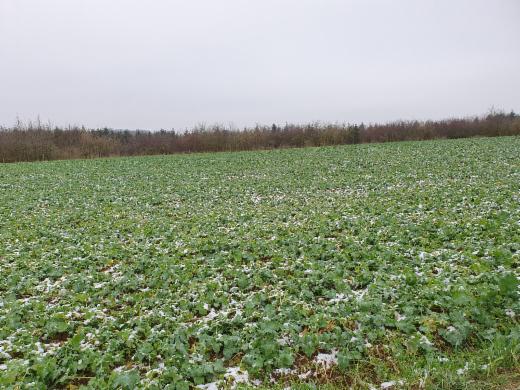 Eerste alternatieve foto van het pand