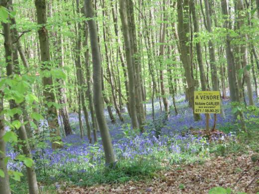 Presentatiebeeld van het pand n° 295161