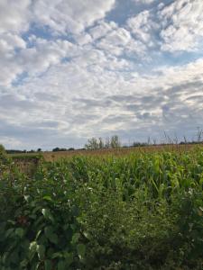 Eerste alternatieve foto van het pand