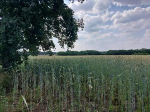 Tweede alternatieve foto van het pand