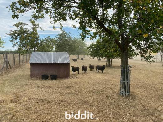 Presentatiebeeld van het pand n° 294910