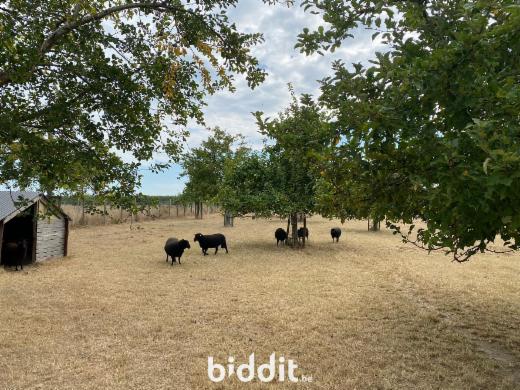 Eerste alternatieve foto van het pand