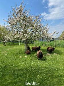 Derde alternatieve foto van het pand