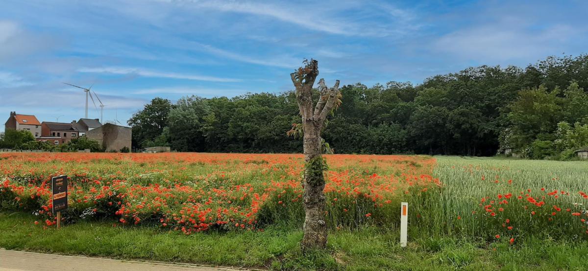 Presentatiebeeld van het pand n° 296055