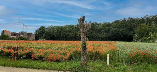 Presentatiebeeld van het pand n° 296055